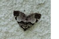 Anticlea derivata