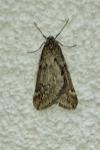 Alsophila aescularia
