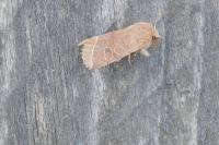 Orthosia cerasi