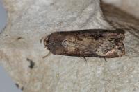 Agrotis ipsilon