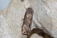 Agrotis ipsilon