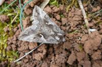 Autographa gamma