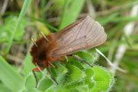 Phragmatobia fuliginosa