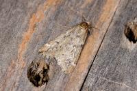 Alsophila aescularia