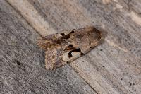 Orthosia gothica