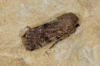 Orthosia incerta