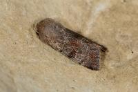 Orthosia incerta