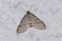 Trichopteryx carpinata