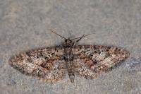 Eupithecia cocciferata