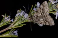 Lycia hirtaria
