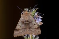 Minucia lunaris