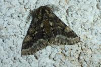 Lycia hirtaria