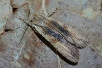 Lithophane socia