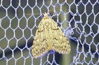 Nola cicatricalis