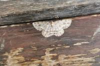 Ectropis crepuscularia