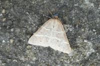 Perigune narbonea