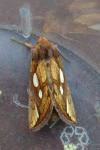 Plusia festucae