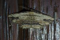 Menophra abruptaria