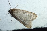Alsophila aescularia