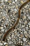 Thaumetopoea pityocampa