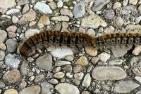 Thaumetopoea pityocampa