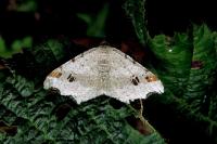 Macaria alternata