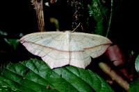Timandra comae