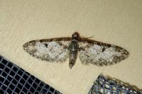 Eupithecia irriguata