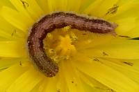 Cucullia calendulae