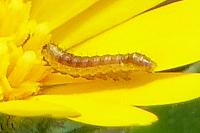 Cucullia calendulae
