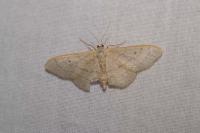 Idaea aversata