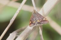 Pyrausta aurata