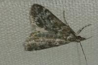 Eudonia truncicolella