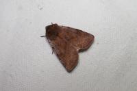 Cerastis rubricosa