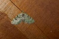 Chloroclystis v-ata