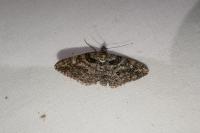 Cleora cinctaria