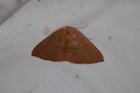 Cyclophora puppillaria