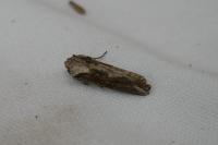 Egira conspicillaris