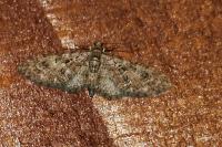Eupithecia abbreviata