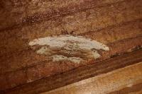 Menophra abruptaria