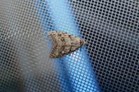 Nola cicatricalis