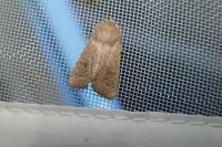 Orthosia cruda
