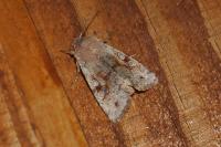 Orthosia incerta
