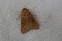 Orthosia miniosa