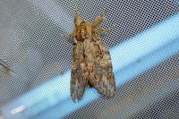 Peridea anceps