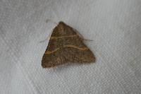 Perigune narbonea