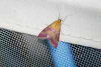 Pyrausta sanguinalis