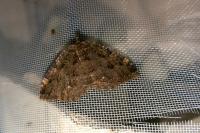 Triphosa dubitata