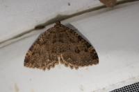 Triphosa dubitata