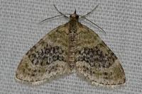Acasis viretata
